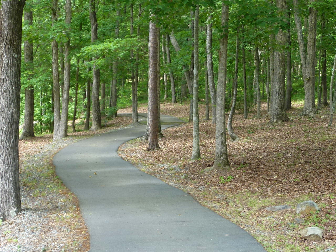 Paved wooded walking trail in The Springs